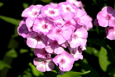 Флоксы